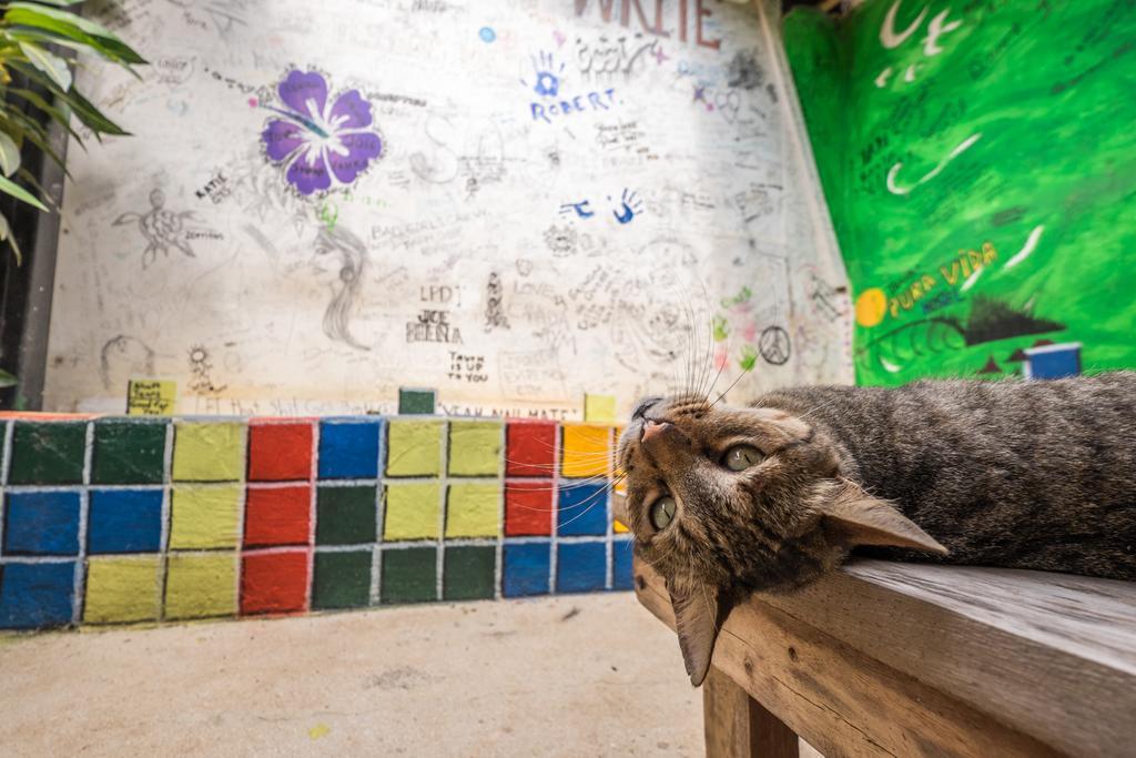 Pura Vida Hostel ตามารินโด ภายนอก รูปภาพ